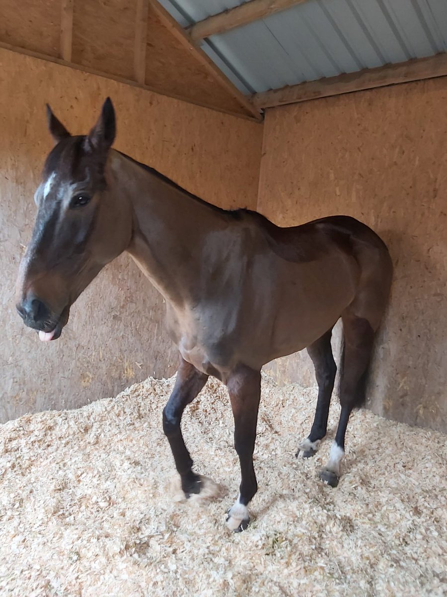 Sneaky Getaway nice and relaxed this morning! 🤞🏻🤞🏻 #CheltenhamFestival