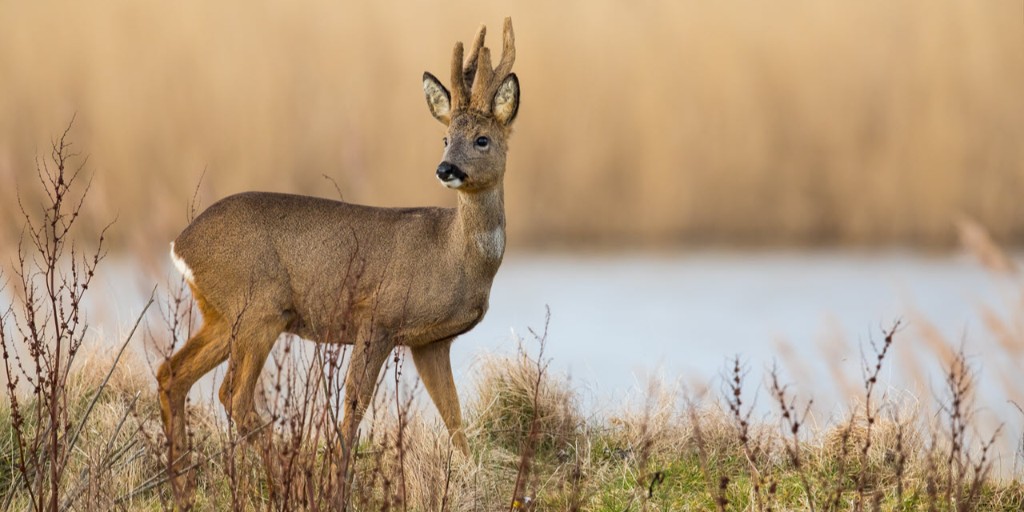 Deer Photography - Keep it Secret Keep it Safe!

We love seeing deer photos online, but please if you are posting images do not share the exact location of the deer. Sadly, there are some who may use this information to commit wildlife crime.

#wildlifephotography #deer