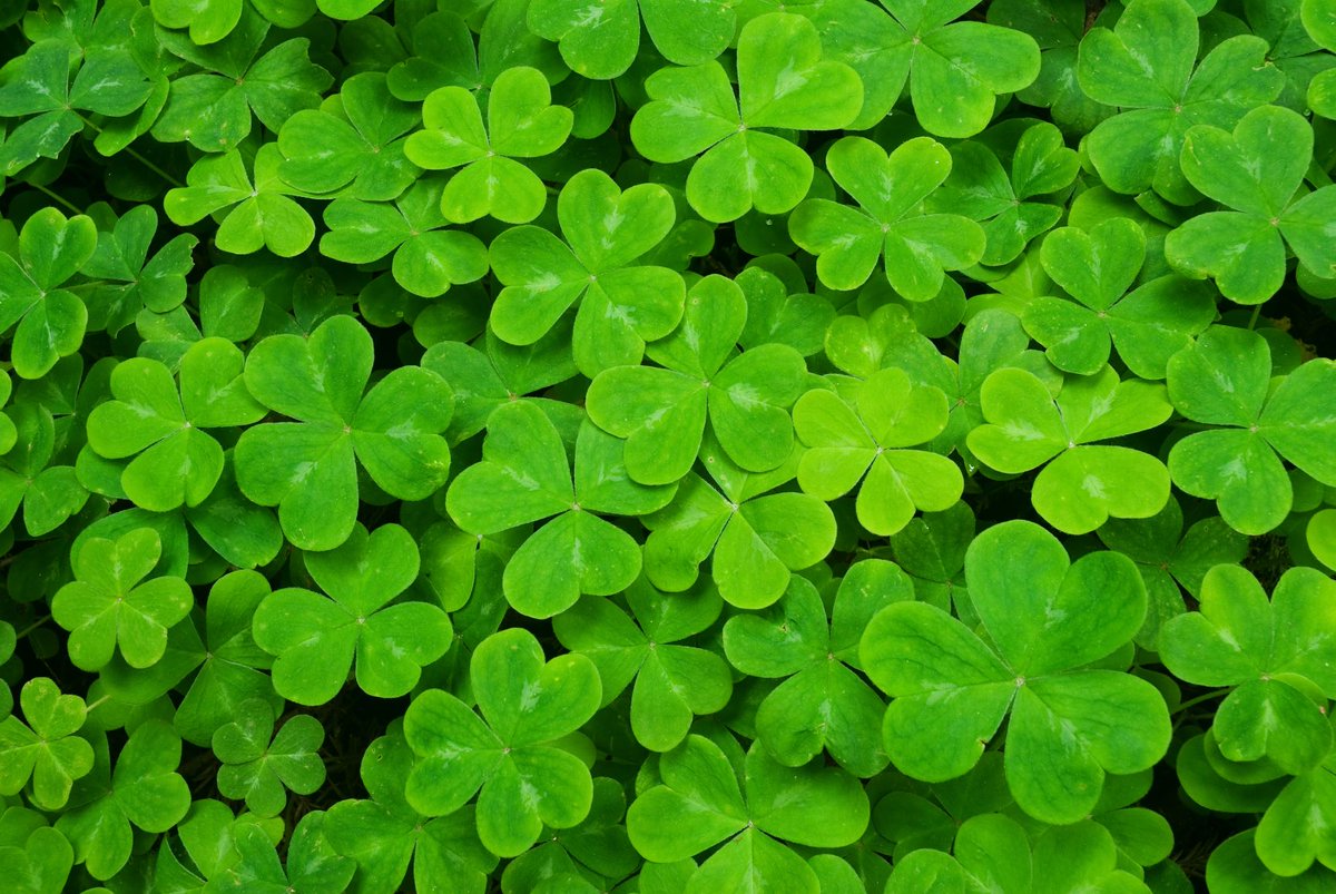 TrueMerchant's tweet image. “May your blessings outnumber the shamrocks that grow. And may trouble avoid you wherever you go." 

 Happy Saint Patrick's Day from all of us at TrueMerchant.com
