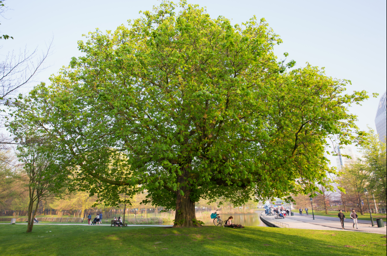 GemeenteDenHaag's tweet photo. Bomenplan🌳, Mariahoeve knapt op & jongeren in coronatijd. Over deze en andere onderwerpen lees je in de nieuwe #Stadskrant🗞️ van 17 maart.
Lees 'm nu online: https://t.co/zaRMXl21ut https://t.co/LAJ9MNtN4V