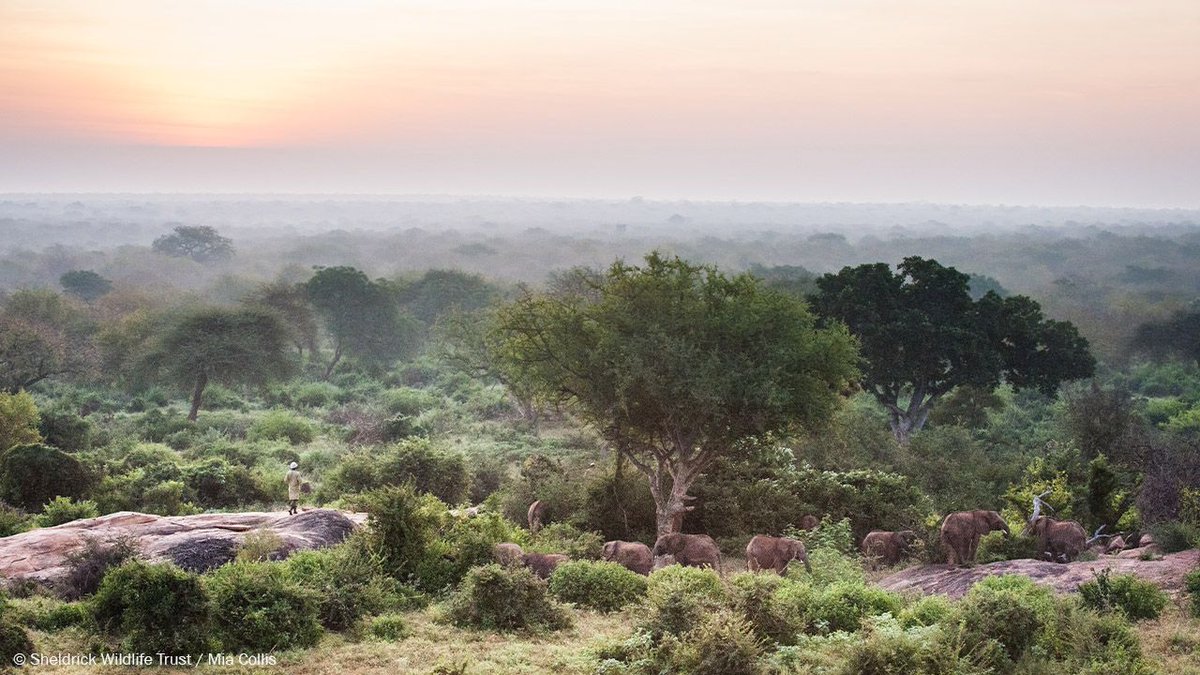 SheldrickTrust's tweet image. Start your day than with some tranquil misty morning scenes from our Ithumba Unit. Want to see more pictures? Take a look at our #BehindTheScenes update of this reintegration centre for orphaned elephants, full of gorgeous images at: sheldrickwildlifetrust.org/news/updates/i…