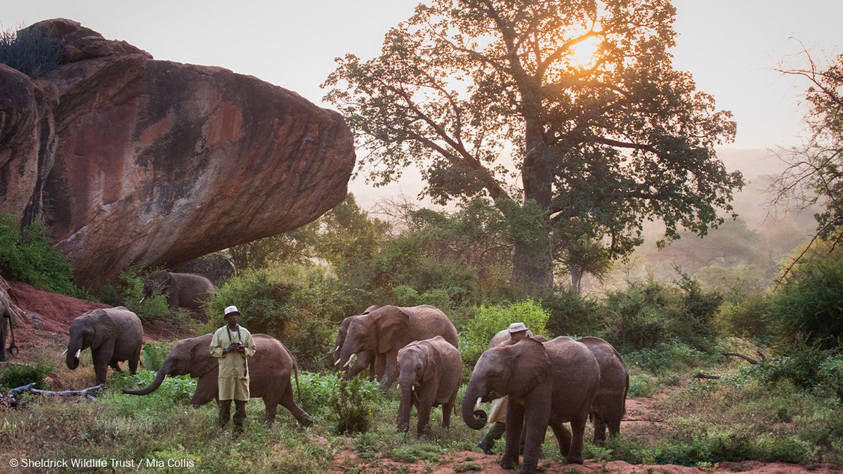 SheldrickTrust's tweet image. Start your day than with some tranquil misty morning scenes from our Ithumba Unit. Want to see more pictures? Take a look at our #BehindTheScenes update of this reintegration centre for orphaned elephants, full of gorgeous images at: sheldrickwildlifetrust.org/news/updates/i…