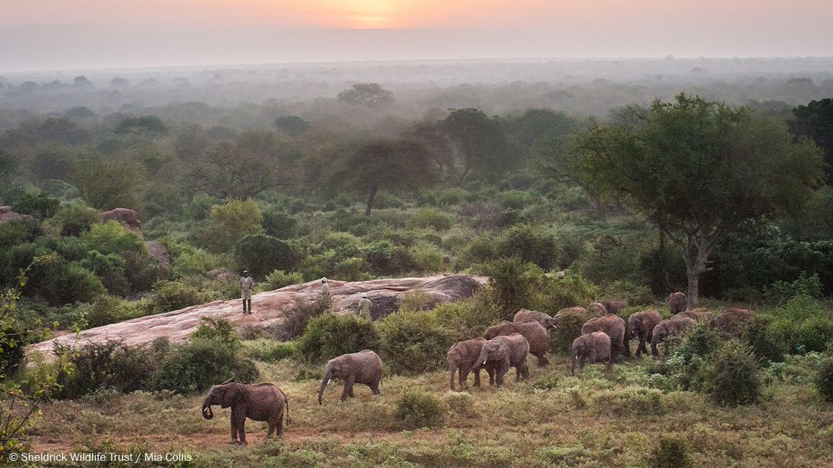 SheldrickTrust's tweet image. Start your day than with some tranquil misty morning scenes from our Ithumba Unit. Want to see more pictures? Take a look at our #BehindTheScenes update of this reintegration centre for orphaned elephants, full of gorgeous images at: sheldrickwildlifetrust.org/news/updates/i…