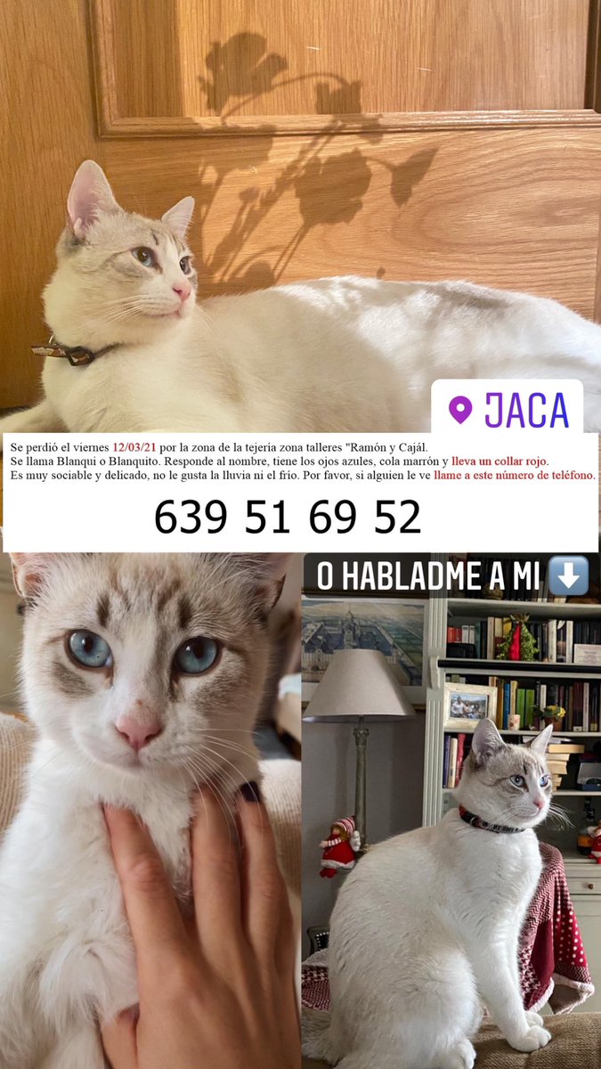 martauc_'s tweet photo. Hace unos días desapareció mi gato. Si alguien lo ve o le parece verlo por Jaca que llame a ese número que es mi madre o me hable directamente a mi, por favor🙏🏼 https://t.co/mLh1GB2PKw