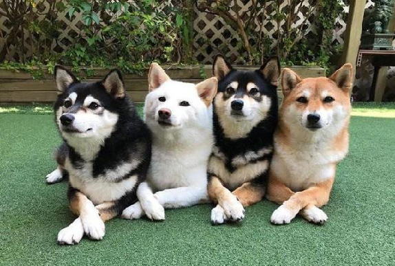 BallaGladstone's tweet photo. The eye movements of the four sisters are identical

#dog #cat #cutedog #doglife #confidence #cute #pet #cutepet #funny https://t.co/9sFQfdKi30