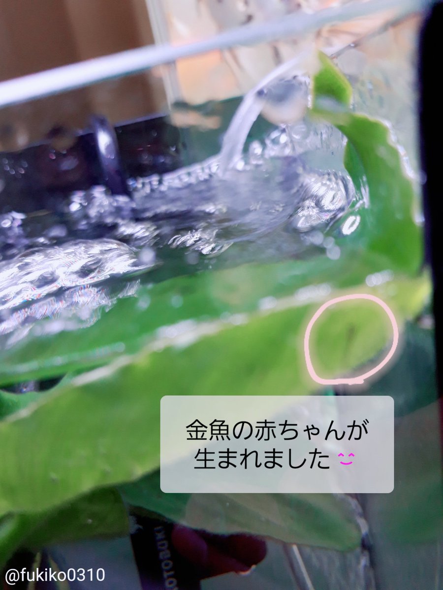 Fukiko0310's tweet photo. こんばんは😄
久しぶりのツイートです。

２日前に金魚の卵を別水槽に移動し見守っていたところ、今日、赤ちゃんが生まれました。

小さな目が卵の中でくるっと回る様子に、「孵化は今日かな？明日かな？」と家族みんなでワクワク💓

娘たちは早速絵日記に描き、嬉しそうに眠りにつきました😌💤

#金魚 https://t.co/yZ26fO7HF3