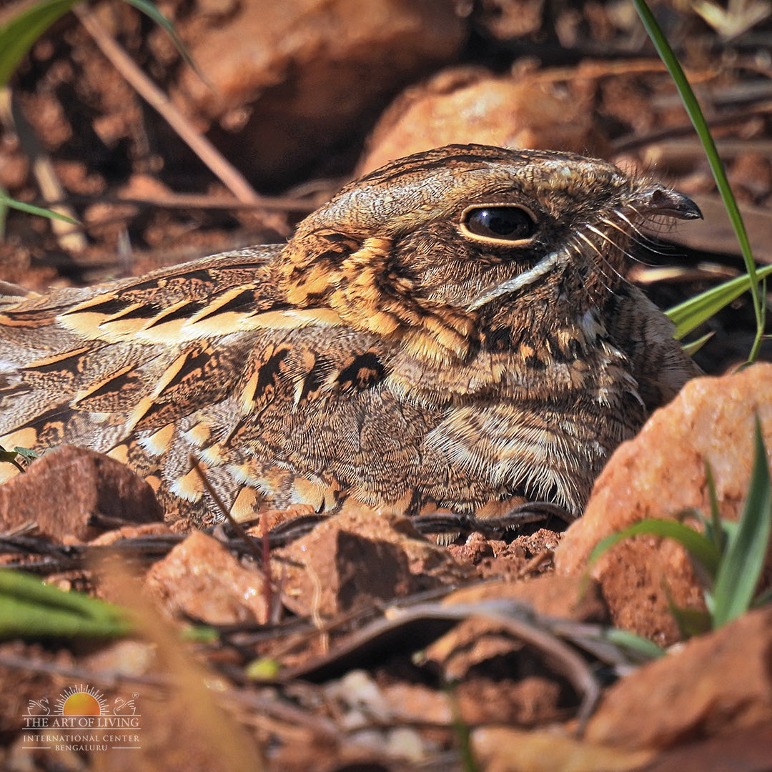 Unlock Text Unlocktext Twitter