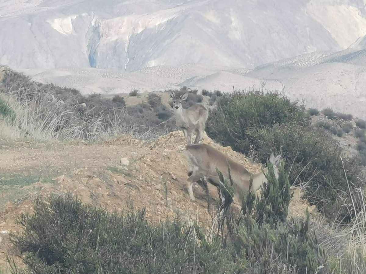 conaf_minagri's tweet photo. #CONAFAricayParinacota | Tras la coordinación inicial para los recorridos dentro de la Reserva de Biosfera Lauca, #guardaparques iniciaron su labor para lograr estimación poblacional de la #taruca, el huemul del norte. 📸Aquí dos de ellas captadas a las orillas de Putre. https://t.co/T8c90ICZ0H