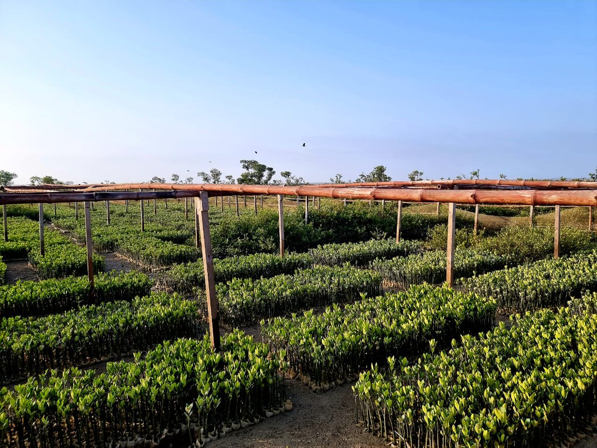 Plant4Pak's tweet image. Mangrove Plantation under Ten Billion Tree Tsunami in Lasbela, #Balochistan. #Mangroves are important to people because they help stabilize coastline,  ecosystem and prevent erosion.

#springplantation
#plant4pakistan