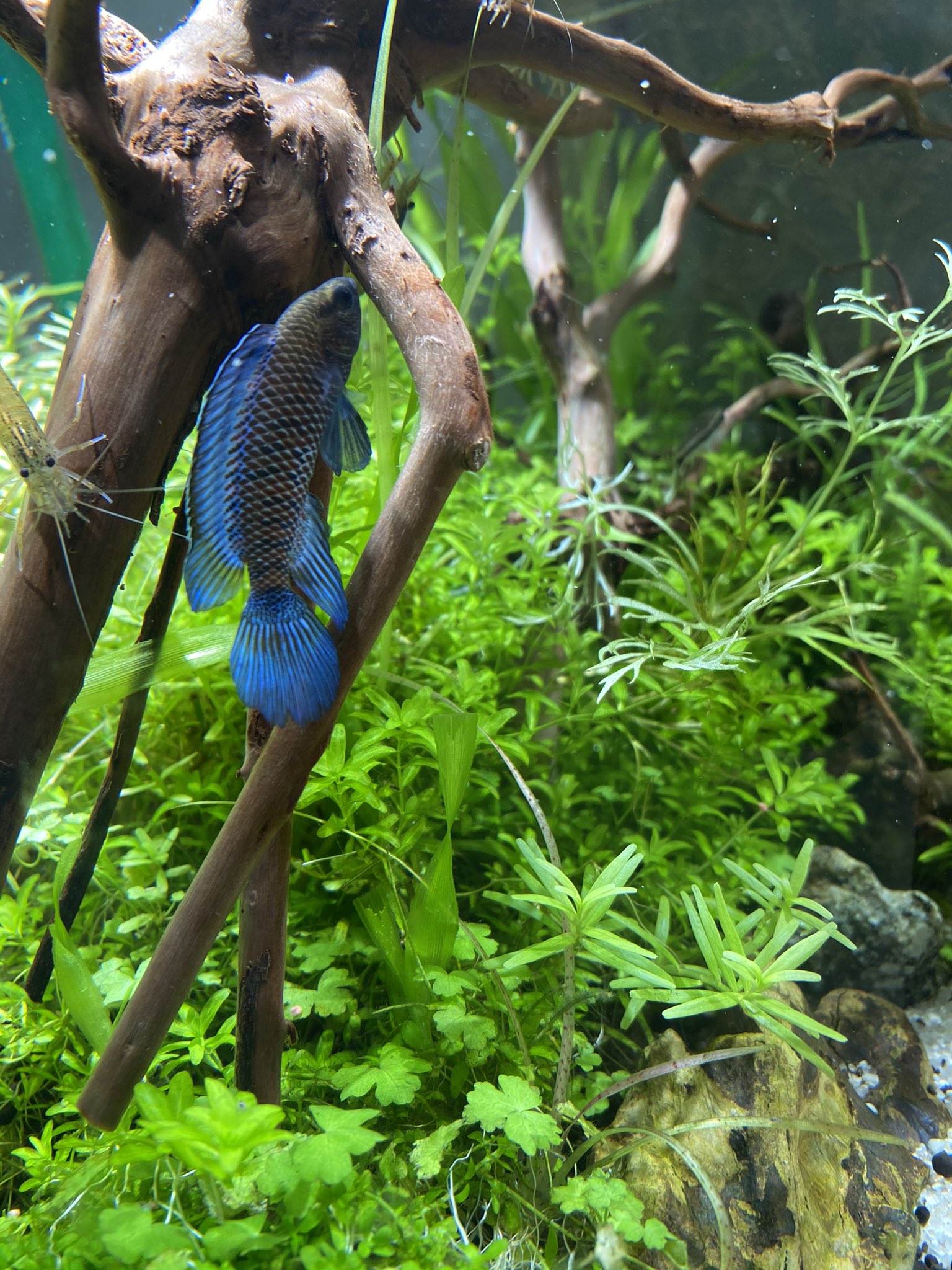 水没林レイアウト　流木　アクアリウム 水槽レイアウトを考える…🐟 - 癒される水の世界！ アクアリウム