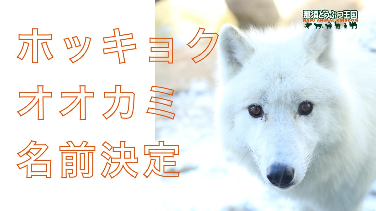 nasu animal kingdom tweet media
