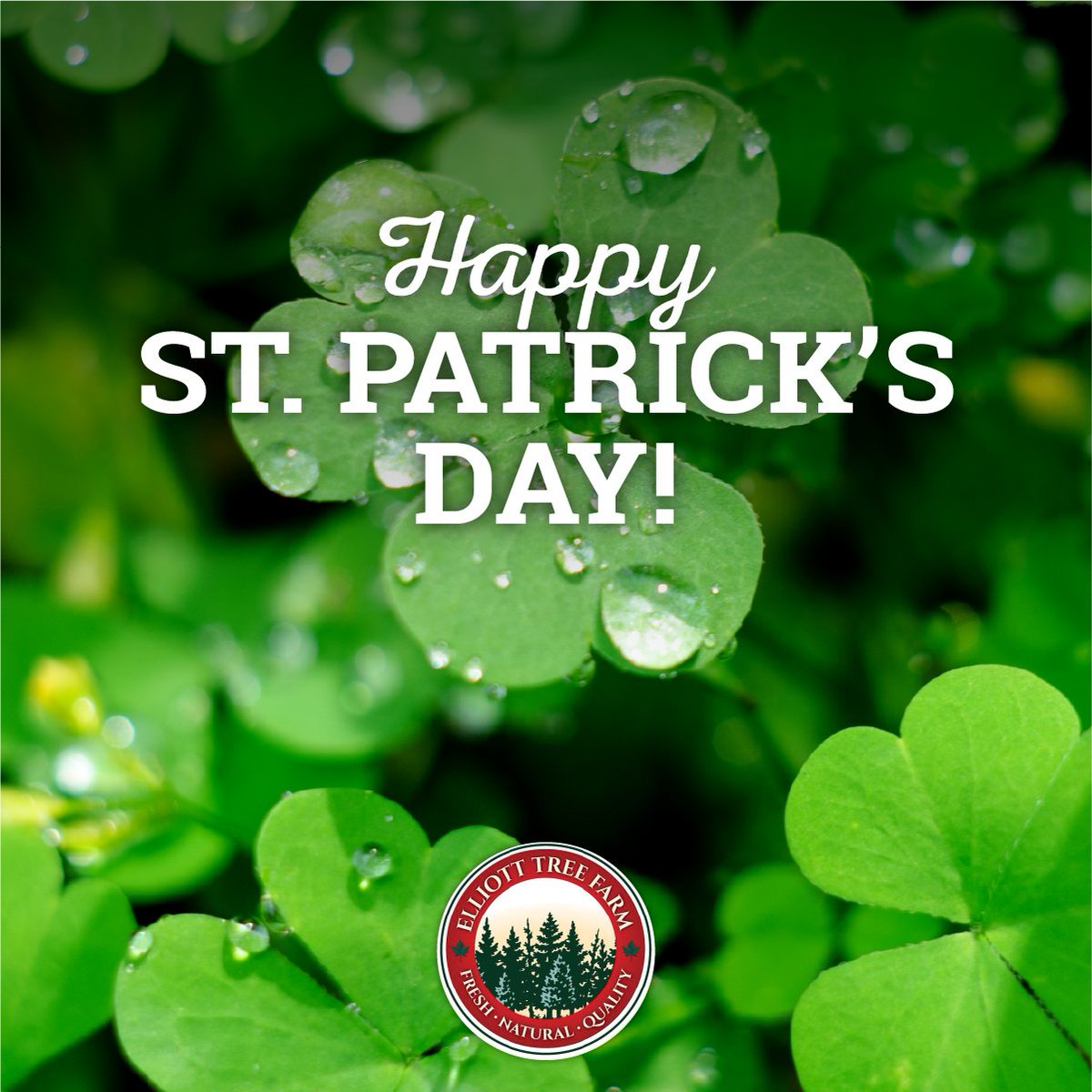 ElliottTreeFarm's tweet image. 🍀 Happy St. Patrick&apos;s Day!! 🍀 #ElliottTreeFarm #StPatricksDay