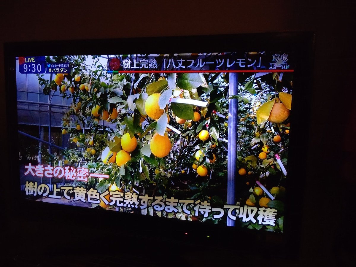 ちゃん Mxテレビのバラ色ダンディで八丈フルーツレモン扱ってる 八丈島 バラダン Mxテレビ