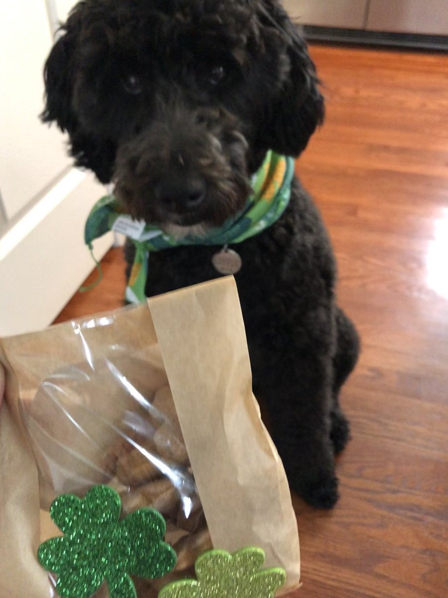 Beutke_Stagg's tweet photo. Cooper was so excited for his Saint Patrick’s treat today!! Thanks @ChargerTreats!! https://t.co/BDGHyjFR3j