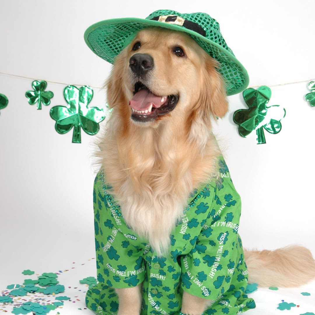 Happy St Patrick's Day! We want to see how you're celebrating, whether that's dressing up with customers, wearing a shamrock on your mask or getting your family members (including your furry friends) in on the craic ☘️🇮🇪

Share your best pics in the comments below!
