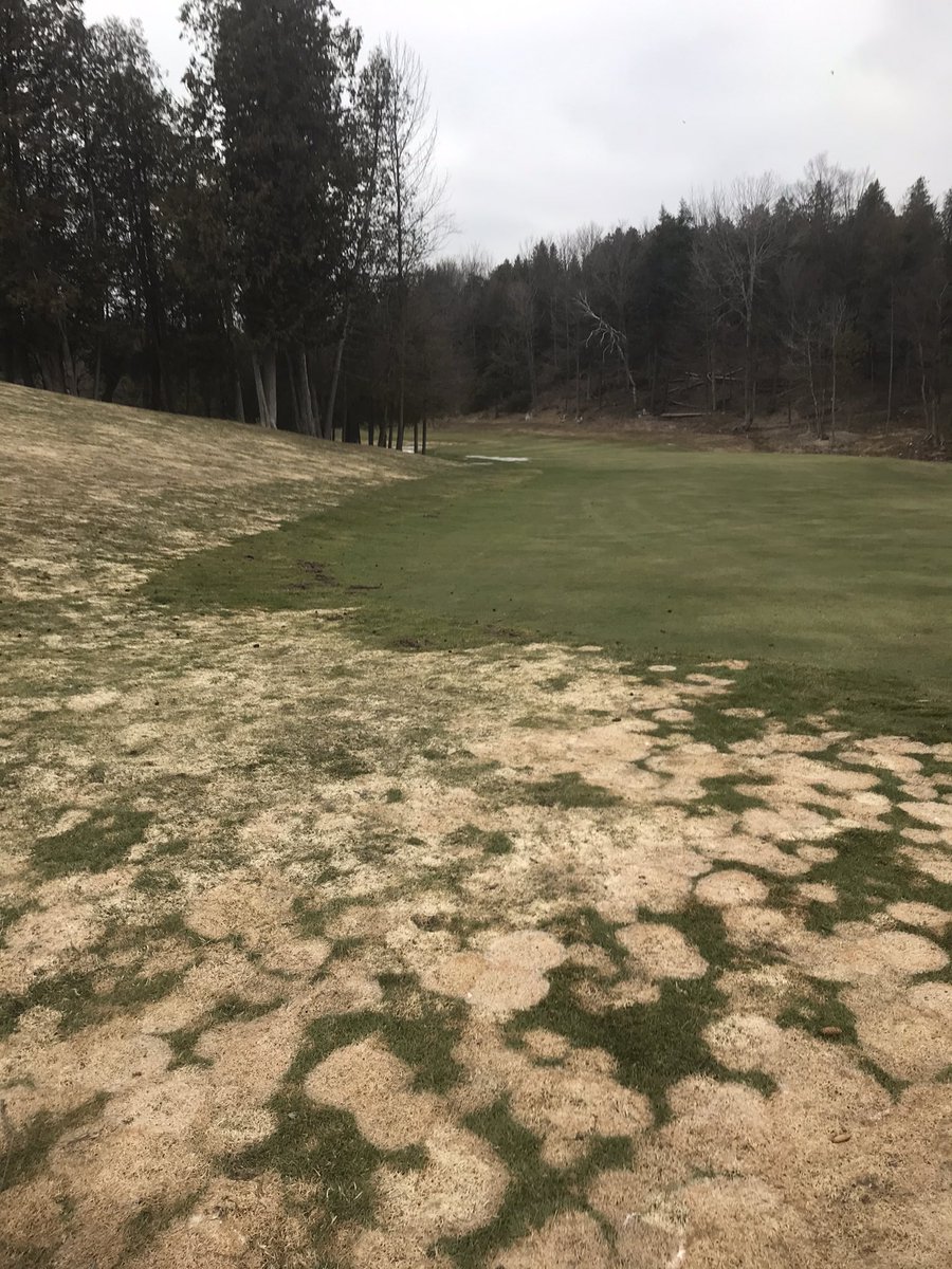 Holy snow mold Batman!! 😳 Snow mold pressure is insane this year! Fairways was applied with Instrata II.