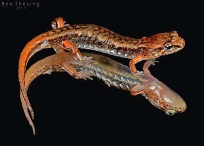 Climate change is serious threat to amphibians

Hocking et al surveyed 14 salamander species abundances across Great Smoky Mountain elevation gradients

This work is a unique baseline for monitoring how climate change shifts amphibian ranges

Read more: amphibiaweb.org