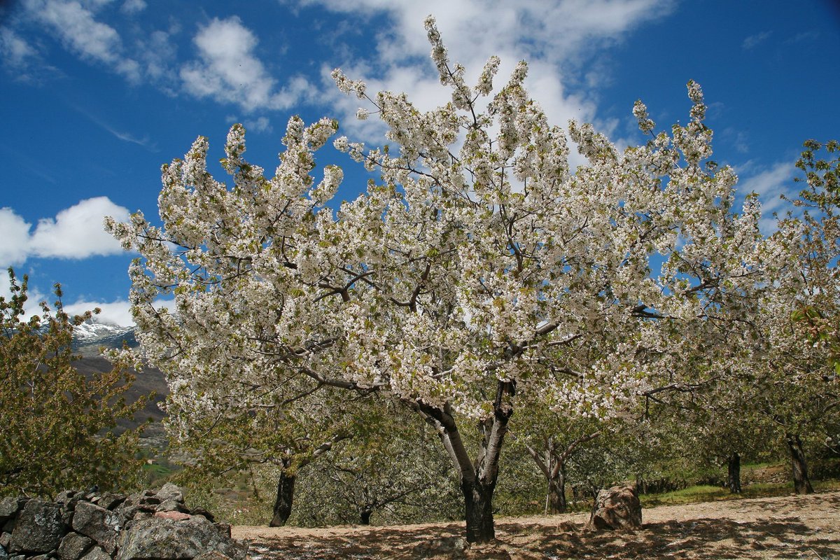 UExStudyAbroad's tweet photo. ¡Este sábado comienza la primavera! 🌸🌸 y Extremadura se ha vestido de blanco para la ocasión.😍 Un millón de cerezos están así de bonitos en el Valle del Jerte (Cáceres)
¡Ven a estudiar a la Universidad de Extremadura con Study Abroad y disfrútalo!

➡ https://t.co/yRjx7xjLvG https://t.co/LD57qAv2Td