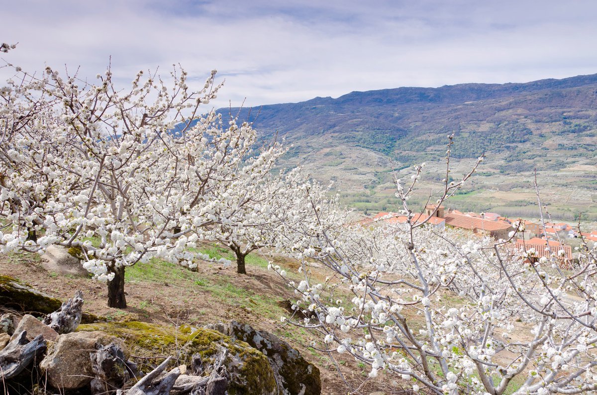 UExStudyAbroad's tweet photo. ¡Este sábado comienza la primavera! 🌸🌸 y Extremadura se ha vestido de blanco para la ocasión.😍 Un millón de cerezos están así de bonitos en el Valle del Jerte (Cáceres)
¡Ven a estudiar a la Universidad de Extremadura con Study Abroad y disfrútalo!

➡ https://t.co/yRjx7xjLvG https://t.co/LD57qAv2Td