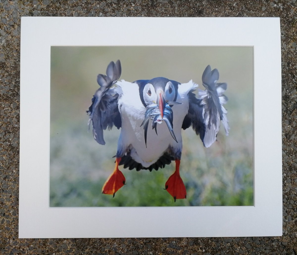 'Incoming Puffin' 10x8 mounted print.  Had to include my profile pic in my collection!  You can buy it here; https://www.carlbovis.com/product-page/incoming-puffin-10x8-mounted-print 