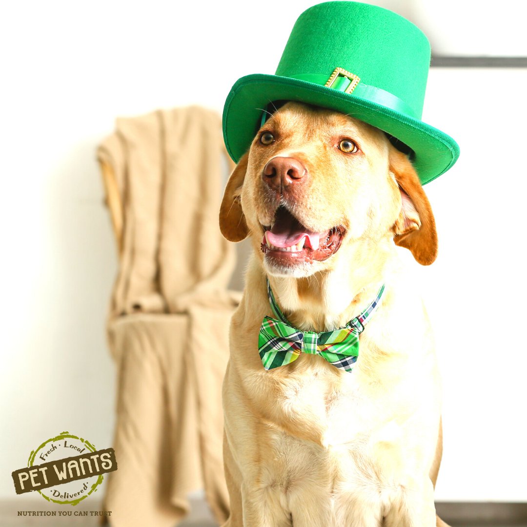 Happy St. Patrick's Day!  I would like a wee bit of my O'Chicken &amp; Brown Rice please.
..
petwantscincywest.com #StPatricksDay