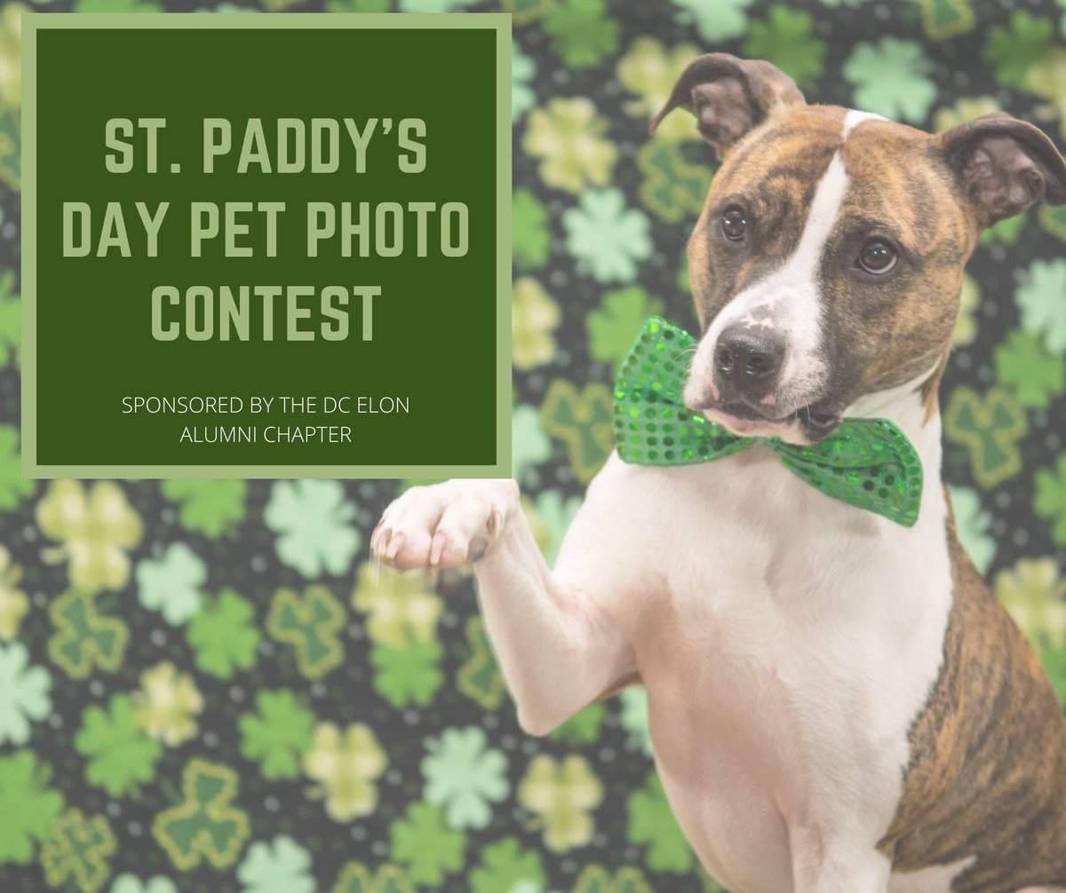 ElonInDC's tweet image. TODAY'S THE DAY!! Show us your pawtastic St. Paddy's spirit and you can win a prize!

You have until March 22nd to post a photo of your pet to Instagram or Twitter and tag us (@ElonInDC). The photos with the most likes and shares will win prizes! Good luck 🍀