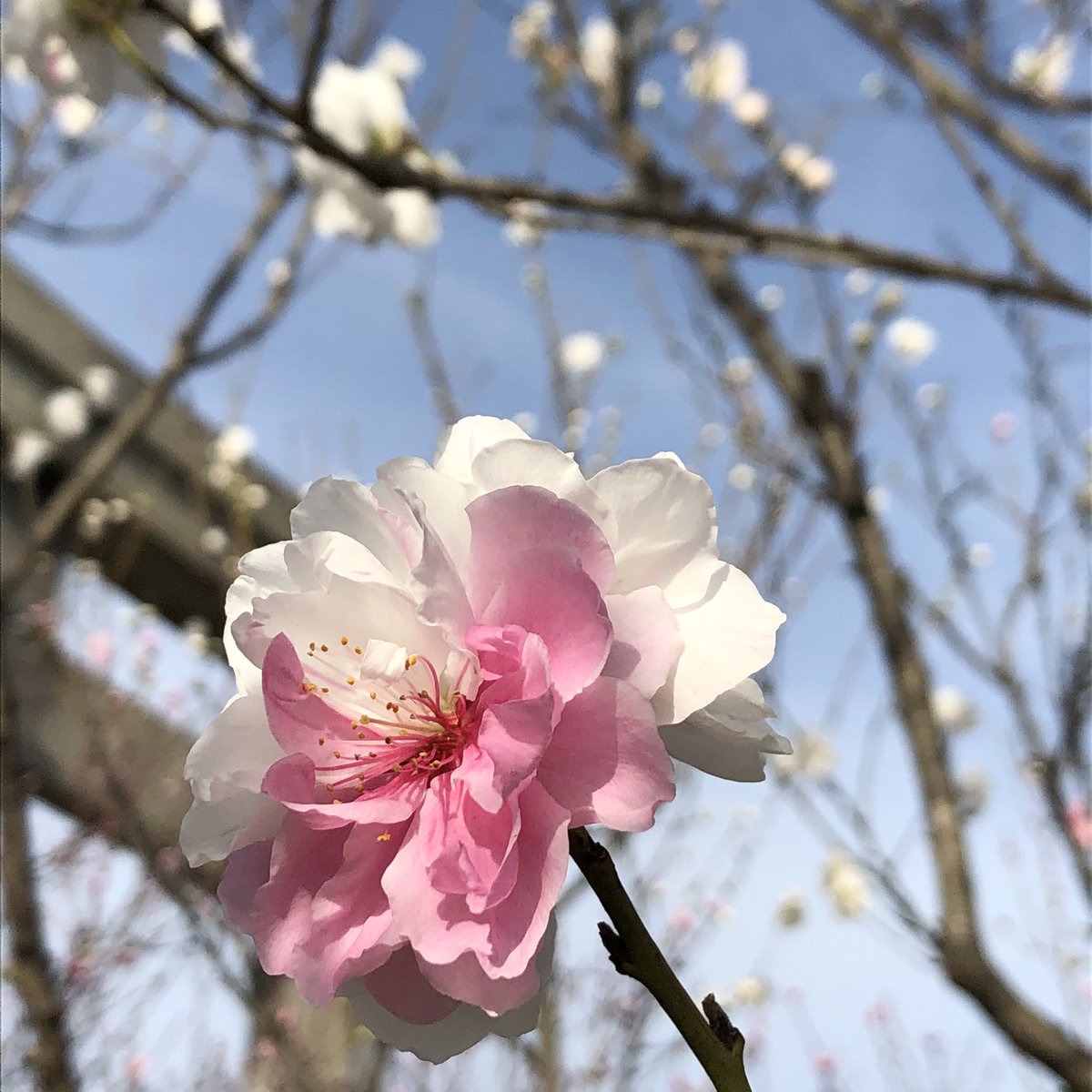 なんで同じ木に白とピンク咲くかな 不思議だな 花桃が見頃を迎えた地元近くの 萩岩睦美のイラスト