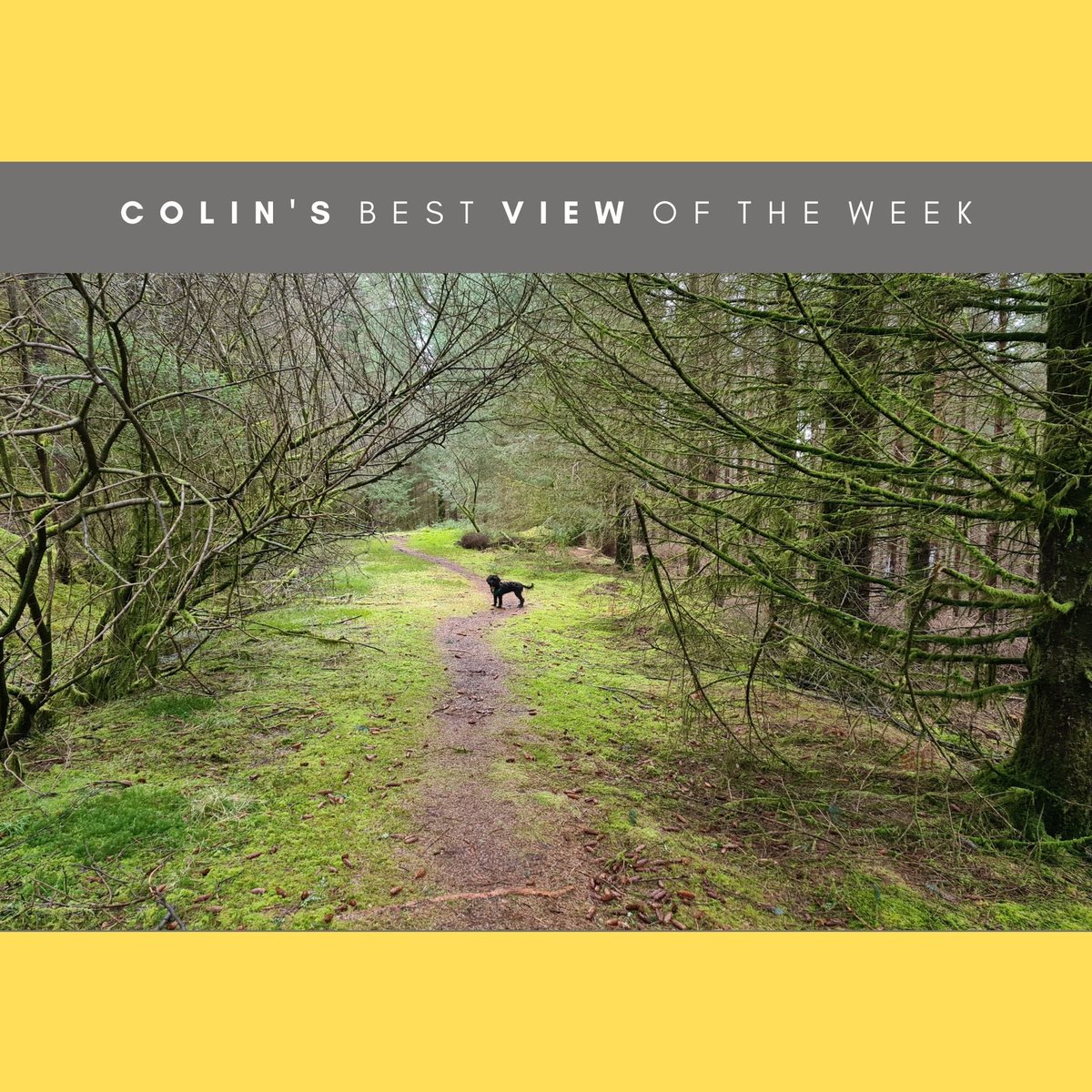 BruachArchitect's tweet photo. Throughout March Team Bruach are doing #10000stepsaday a day for the #WalkAllOverCancer #charity challenge for @CR_UK Thanks very much to all who have sponsored us so far 🙏🏻 Swipe to see Week 2 highlights!
#justkeepwalking #architects #charitychallenge #officedogs #fundraising https://t.co/JnYe4cis9t