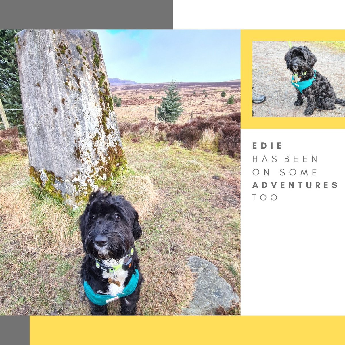 BruachArchitect's tweet photo. Throughout March Team Bruach are doing #10000stepsaday a day for the #WalkAllOverCancer #charity challenge for @CR_UK Thanks very much to all who have sponsored us so far 🙏🏻 Swipe to see Week 2 highlights!
#justkeepwalking #architects #charitychallenge #officedogs #fundraising https://t.co/JnYe4cis9t