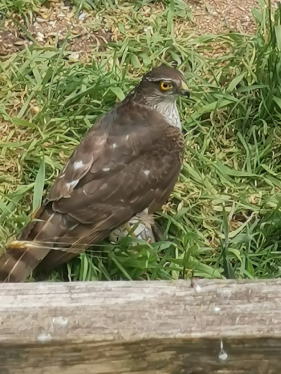 nre247's tweet photo. @gillyatfifty @HellenBach One visits our garden almost every day https://t.co/Kq8FieonFz