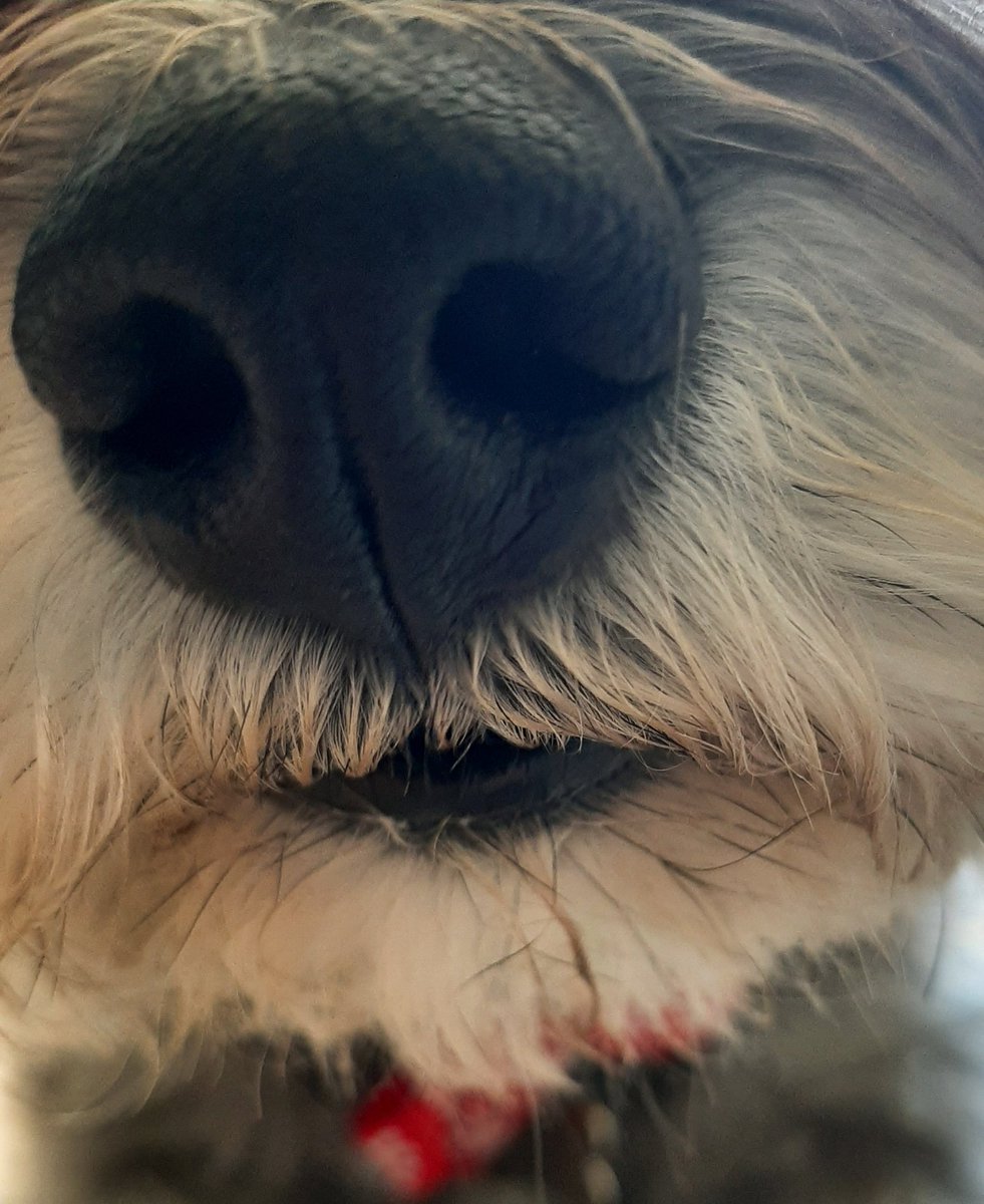 HaggisMonty's tweet photo. Boop for St Patrick's day!
#DogsofTwittter #schnauzer #SchnauzerGang #dogs #dogsduringlockdown #StPatricksDay https://t.co/gCM4JFOmV7