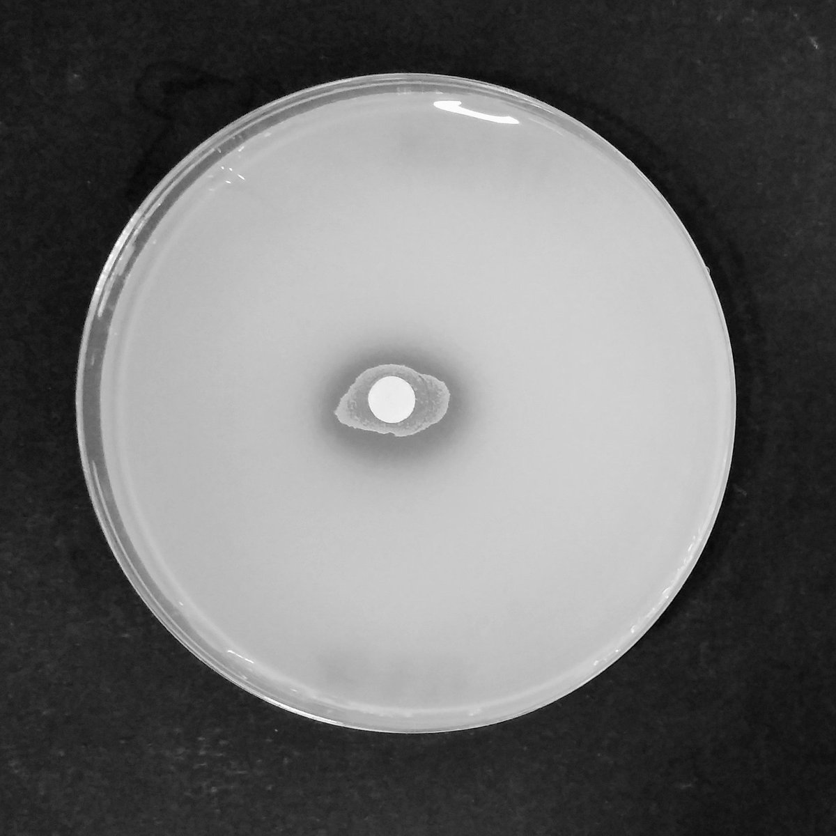 VeronicaAlacid's tweet photo. Esta semana hablamos de las #PGPB y el #fósforo. Las #bacterias que solubilizan fosfatos utilizan distintos mecanismos para convertir las formas insolubles en solubles. Destacamos la secreción de ácidos producidos por el metabolismo y la acción de #fosfatasas. Somos @ideagro https://t.co/qxcn8HzwnT
