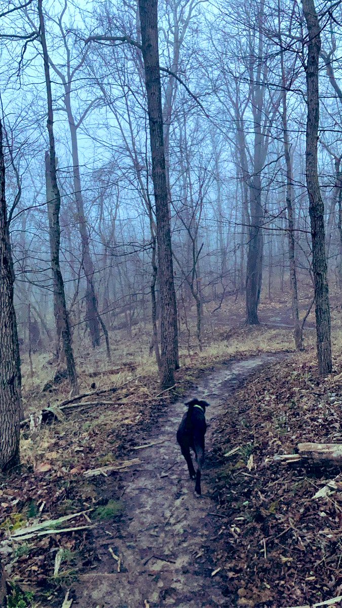 RickyRick00's tweet image. Get up early, make some coffee and go for a hike with your dog.  #nature