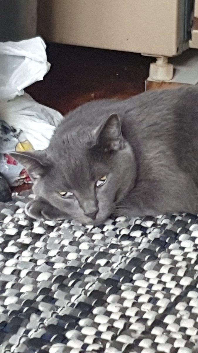 bug4045's tweet photo. Meu gato dorme do jeito mais estranho do mundo https://t.co/wVPnd39WKx