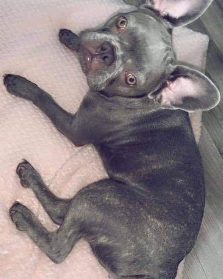 jaydenswiz's tweet image. The post of my missing dog needs to get to Wales had a little info a girl meant know him sells dogs too a man in Wales spread it far as you can around Wales please.... ALSO HAS CONNECTIONS TO BRISTOL NOTTINGHAM..WEST BROM  all birmingham make this to hot to hand !!!