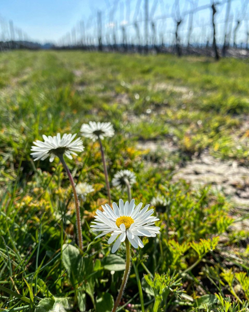 AlumbraC's tweet photo. It’s spring in the vineyard today.💚 . . . . . #sipintospring #alumbrarosé #willamettevalley #smallproductionwines #familyownedandoperated #spring #viñedo #oregonvineyards https://t.co/3jJvfZRYHU