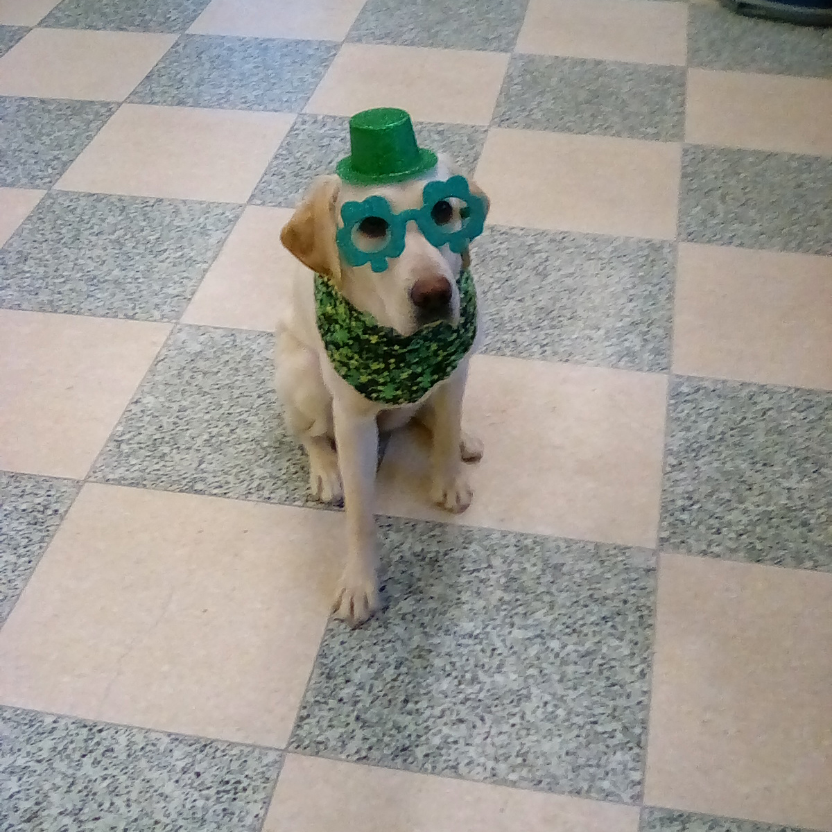 CorrectionsPA's tweet photo. The pups at SCI Laurel Highlands also took a break from their training to celebrate St. Patrick’s Day!🍀🐾

Grizz, Bellevue and Minzi are being trained by inmate handlers to become service dogs through @caninepartners. https://t.co/XmPv2i0Ftc