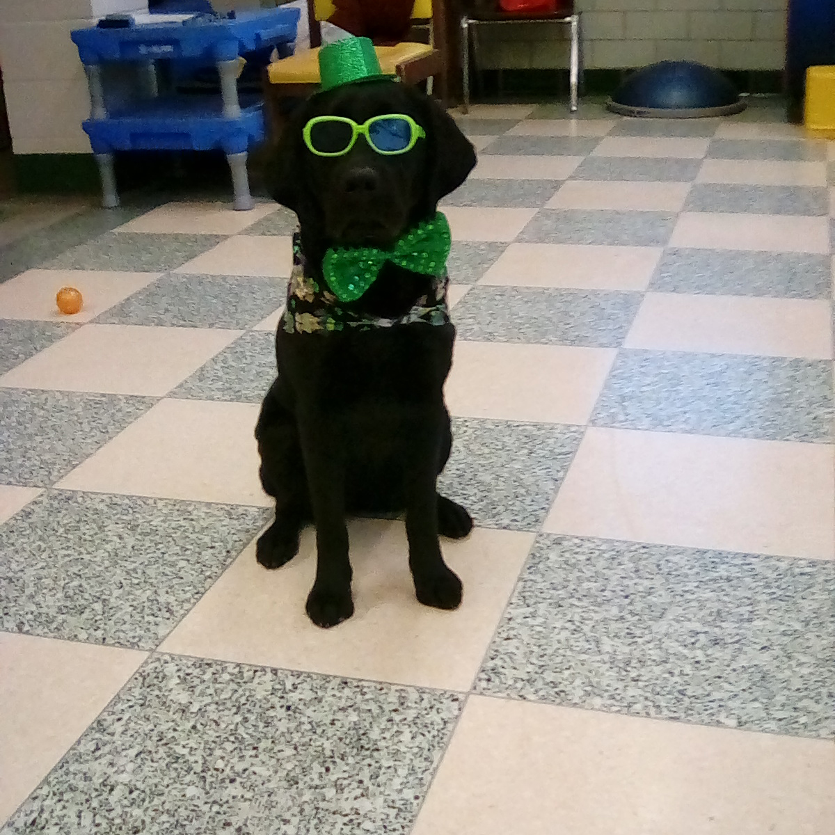 CorrectionsPA's tweet photo. The pups at SCI Laurel Highlands also took a break from their training to celebrate St. Patrick’s Day!🍀🐾

Grizz, Bellevue and Minzi are being trained by inmate handlers to become service dogs through @caninepartners. https://t.co/XmPv2i0Ftc