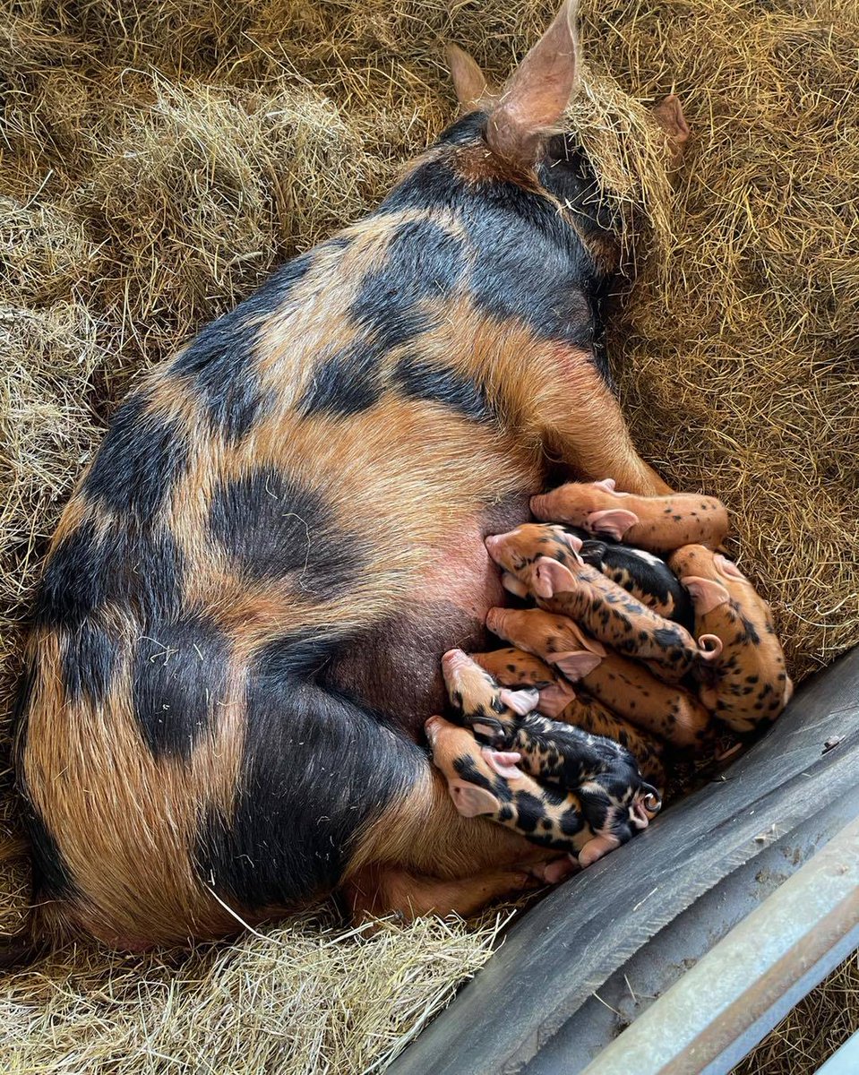 The Grainary tweet media