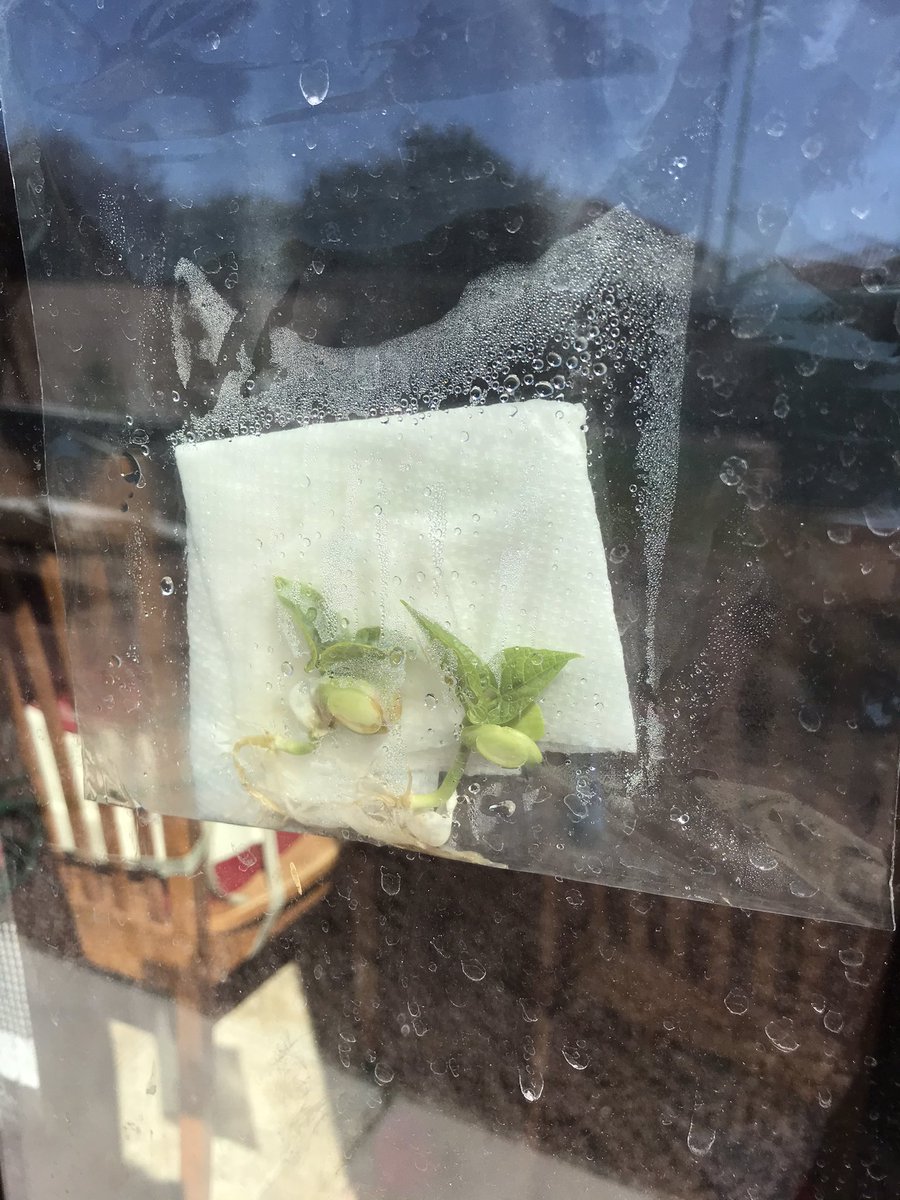 Stephtfoo's tweet image. So we’ve tried this “sprout a seed in a baggie” multiple times and it’s just never worked. But this time, finally, it sprouted!!!  The kids are pretty excited about it. If you’ve also had issues what finally worked for us this time was soaking it overnight beforehand.