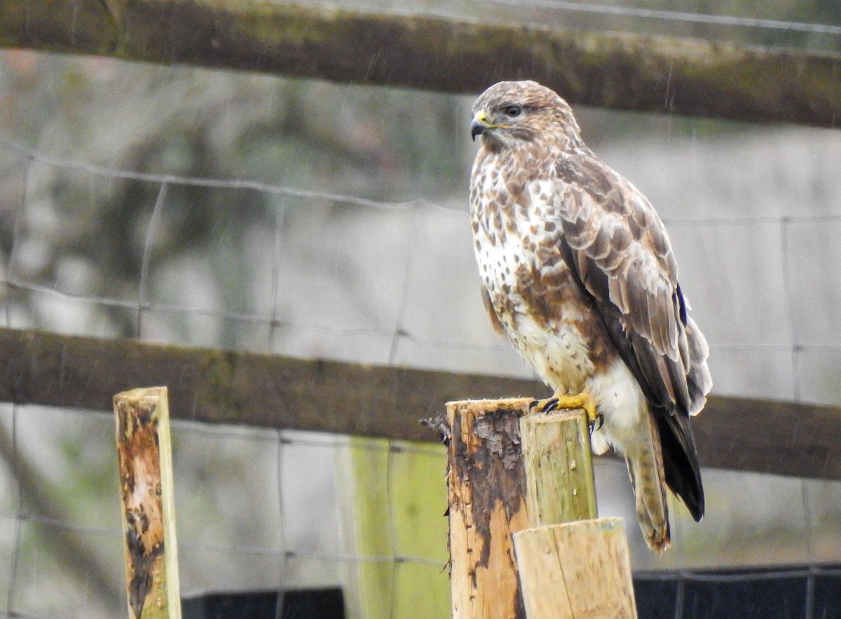 I never knew #buzzards came in a pale version until this chap moved in. Meet Buzz Light....He's looking for a mate I think as spends much of the day flying around the field yelling. 
<a href="/LeicsWildlife/">Leicestershire & Rutland Wildlife Trust</a> @LROSbirds <a href="/_BTO/">BTO</a> <a href="/Britnatureguide/">The British Nature Guide</a> <a href="/Natures_Voice/">RSPB</a> <a href="/Team4Nature/">Team4Nature</a> <a href="/rutlandonline/">rutlandonline</a>