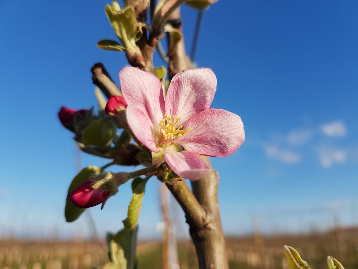 gradilis's tweet photo. Les premières fleurs s'épanouissent déjà sur les hybrides de notre centre de GRADILIS recherche.
Il faudra encore patienter quelques mois avant de goûter les fruits de ces futures variétés.

#InovationVarietale #ResistantTavelure https://t.co/yJ3aWkKKpq