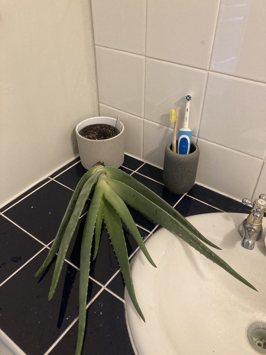 Jade_Johnson88's tweet photo. My overly dramatic Aloe Vera plant just keeled over this week... #dramaticplants https://t.co/thPD6eQKD8