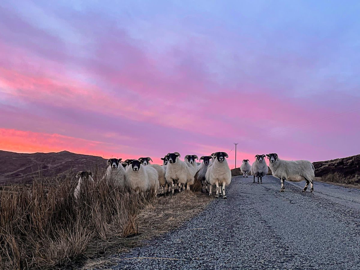 Macinnesplant's tweet photo. #sunset and sheep 🐑 Ostaig, Isle of Skye, Scotland 🏴󠁧󠁢󠁳󠁣󠁴󠁿 #StPatricksDay @StormHour @SeanBattyTV @carolkirkwood @VisitScotland @ThePhotoHour @angie_weather https://t.co/JIBUzeK7vw
