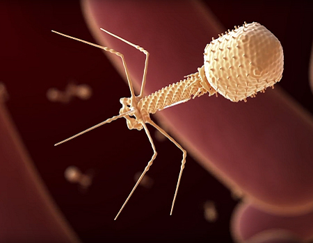 LaskerFDN's tweet image. .@NIH has awarded $2.5 million in grants to 12 institutes to support #BacteriophageTherapy research. Bacteriophages are viruses that kill specific bacteria. This type of therapy might circumvent antibiotic resistance. ow.ly/SeNW50DZpbq