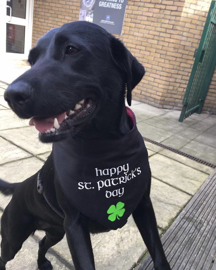 Happy St Patrick’s Day! ☘️🇮🇪