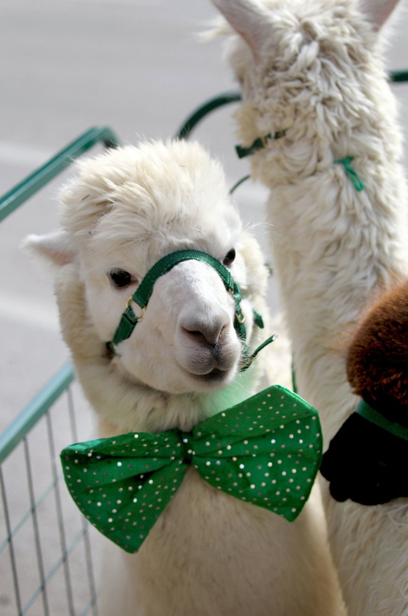 Happy Saint Patricks's Day from all of us at #NorlanderSockCompany! Be safe and mindful today and tonight!
#SafetyFirst #LoveyourFeet