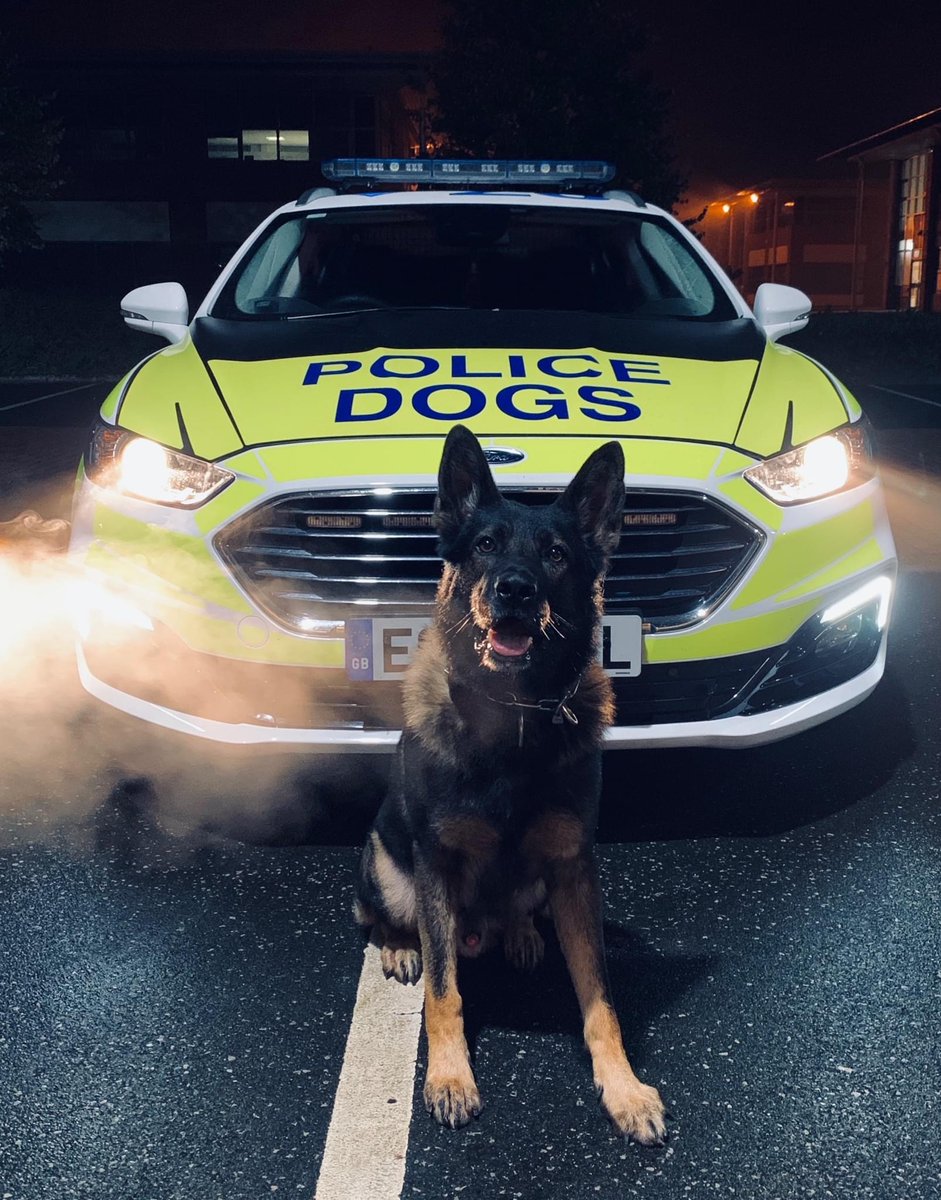 ChNWPoliceDogs's tweet photo. PD Rico was on hand to assist officers in Crewe last night after a male made off from an address following a domestic assault. The male had been giving officers the run around, but once Rico arrived he was quickly located and detained. One in the cells.

#PDRico #TheNoseKnows https://t.co/0D82dzJYfl