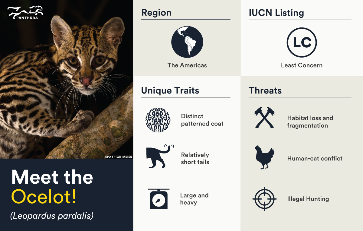 PantheraCats's tweet photo. Time for another #SmallCatSpotlight! featuring the beautiful #ocelot- one of the biggest #smallcats in the Americas. Recognized by their stocky build and beautiful fur coats, populations are decreasing due to habitat loss and persecution related to conflict with humans. (1/2) https://t.co/c7LfJyHWeR