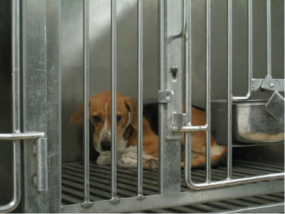 moalliance's tweet photo. FIVE DOGS HAVE PERISHED AFTER SUFFERING FROM HEAT STRESS DUE TO NEGLECT IN A UNIVERSITY OF MO  LAB. Send a polite email to Dr. Robert Gibbens of USDA demanding that the University doesn't receive yet ANOTHER warning - but rather a HEAVY fine. Email him: Robert.m.gibbens@usda.gov https://t.co/VVPUSZiHIS